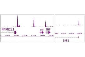 IRF-5 antibody (pAb) tested by ChIP-Seq. (IRF5 antibody  (N-Term))