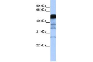 WB Suggested Anti-RAD18 Antibody Titration:  0.