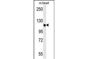 Western blot analysis in mouse heart tissue lysates (15ug/lane). (KIF24 antibody  (N-Term))