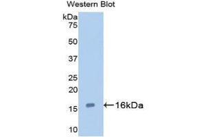 Western Blotting (WB) image for anti-Galectin 7 (LGALS7) (AA 1-136) antibody (ABIN1172743) (LGALS7 antibody  (AA 1-136))