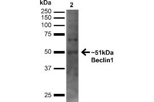 Western blot analysis of Human Embryonic kidney epithelial cell line (HEK293T) lysate showing detection of ~51 kDa Beclin 1 protein using Rabbit Anti-Beclin 1 Polyclonal Antibody (ABIN2868770). (Beclin 1 antibody  (C-Term) (HRP))