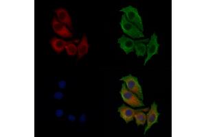 ABIN6258464 and ABIN6274298 staining HepG2 cells by IF/ICC. (CKS1 antibody  (N-Term))