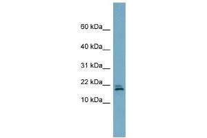 C3ORF24 antibody used at 1 ug/ml to detect target protein.