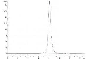 The purity of Human Alkaline phosphatase is greater than 95 % as determined by SEC-HPLC. (Alkaline Phosphatase Protein (ALP) (AA 20-503) (His-DYKDDDDK Tag))