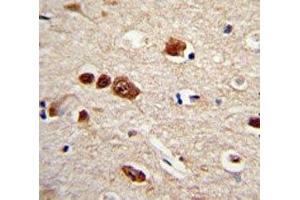 IHC analysis of FFPE human brain tissue stained with HuR antibody (ELAVL1 antibody)