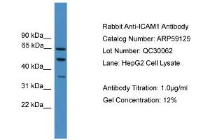 WB Suggested Anti-ICAM1  Antibody Titration: 0. (ICAM1 antibody  (N-Term))