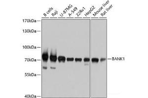 BANK1 antibody