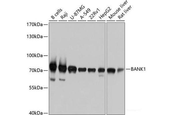 BANK1 antibody