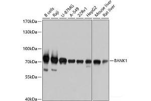Western blot analysis of extracts of various cell lines using BANK1 Polyclonal Antibody at dilution of 1:1000. (BANK1 antibody)
