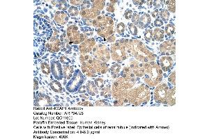Human kidney (KEAP1 antibody  (C-Term))