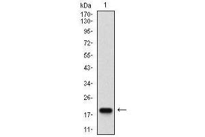 Western blot analysis using mSplunc2 mAb against human mSplunc2 (AA: ) recombinant protein. (BPIFA2 antibody  (AA 16-169))