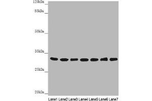 Western blot All lanes: HCCS antibody at 3. (HCCS antibody  (AA 1-268))
