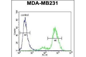 SYCE2 Antibody (N-term) (ABIN654371 and ABIN2844127) flow cytometric analysis of MDA-M cells (right histogram) compared to a negative control cell (left histogram). (SYCE2 antibody  (N-Term))