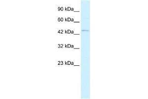RNF36 antibody used at 0. (TRIM69 antibody  (N-Term))