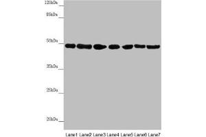 Western blot All lanes: UQCRC2 antibody at 2. (UQCRC2 antibody  (AA 224-453))