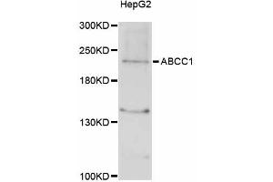 Western blot analysis of extracts of HepG2 cells, using ABCC1 antibody (ABIN5997171) at 1/1000 dilution. (ABCC1 antibody)
