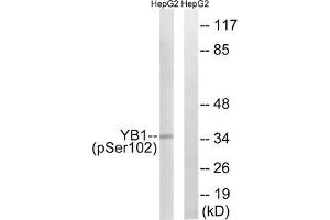 Western blot analysis of extracts from HepG2 cells treated with PMA using YB1 (Phospho-Ser102) Antibody. (YBX1 antibody  (pSer102))