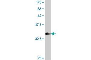 Western Blot detection against Immunogen (33. (KLF3 antibody  (AA 1-69))