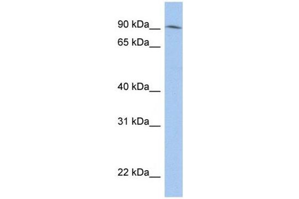 LRRC33 antibody  (N-Term)