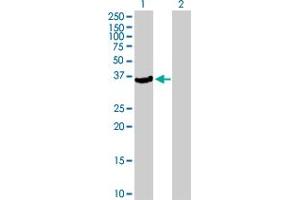 Western Blot analysis of PFTK2 expression in transfected 293T cell line by PFTK2 MaxPab polyclonal antibody. (Cyclin-Dependent Kinase 15 (ALS2CR7) (AA 1-349) antibody)