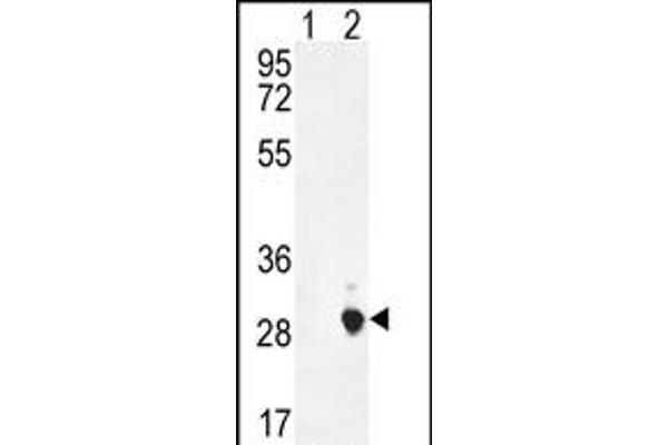 CSH1 antibody  (C-Term)