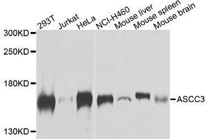 Western blot analysis of extracts of various cell lines, using ASCC3 antibody. (ASCC3 antibody)