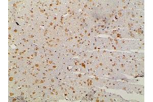 Immunohistochemistry (IHC) image for anti-Ephrin B2 (EFNB2) (C-Term) antibody (ABIN6261455)