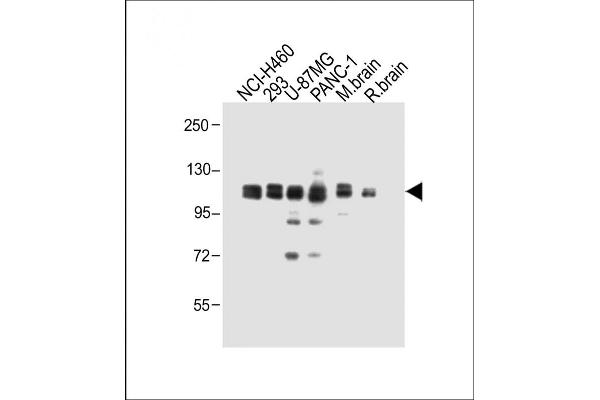 XYLT1 antibody  (N-Term)