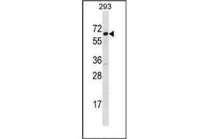 Western blot analysis of SRP54 Antibody (C-term) in 293 cell line lysates (35ug/lane). (SRP54 antibody  (C-Term))