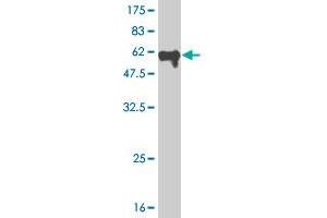 Western Blot detection against Immunogen (59. (MEOX2 antibody  (AA 1-303))