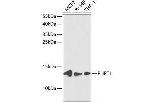 Western blot analysis of extracts of various cell lines using PHPT1 Polyclonal Antibody at dilution of 1:1000. (PHPT1 antibody)