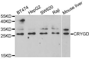 Western blot analysis of extracts of various cell lines, using CRYGD antibody (ABIN5973366) at 1/1000 dilution. (CRYGD antibody)