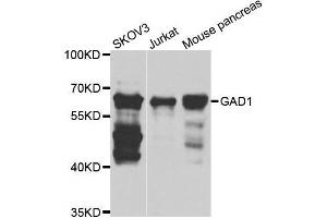 Western blot analysis of extracts of various cell lines, using GAD1 antibody. (GAD antibody  (AA 1-200))