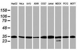 Image no. 2 for anti-Proteasome Subunit alpha 6 (PSMA6) antibody (ABIN1500467) (PSMA6 antibody)