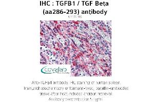 Image no. 1 for anti-Transforming Growth Factor, beta 1 (TGFB1) (AA 286-293) antibody (ABIN1740010) (TGFB1 antibody  (AA 286-293))