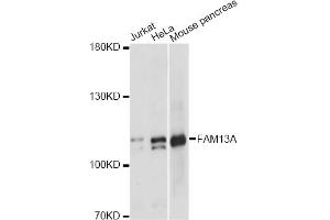 Western blot analysis of extracts of various cell lines, using FAM13A antibody. (FAM13A antibody)
