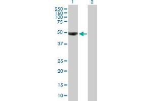 Western Blot analysis of OTUD7B expression in transfected 293T cell line by OTUD7B MaxPab polyclonal antibody. (OTUD7B antibody  (AA 1-427))