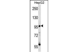 Western blot analysis in HepG2 cell line lysates (35ug/lane). (PPP1R3F antibody  (C-Term))