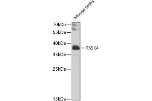 Western blot analysis of extracts of mouse testis, using TSSK4 antibody (ABIN6129703, ABIN6149658, ABIN6149659 and ABIN6223839) at 1:1000 dilution. (TSSK4 antibody  (AA 79-328))