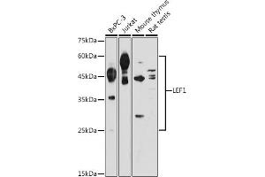 Western blot analysis of extracts of various cell lines, using LEF1 antibody (ABIN1680678, ABIN5663809, ABIN5663811 and ABIN6214021) at 1:1000 dilution. (LEF1 antibody  (AA 100-399))