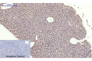 Immunohistochemical analysis of paraffin-embedded mouse liver tissue. (EIF2A antibody)