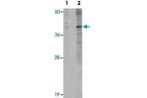 Western blot analysis of EL4 cells with PPAPDC1B polyclonal antibody  at (Lane 1) 1 and (Lane 2) 2 ug/mL dilution.