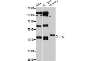 Western blot analysis of extracts of various cell lines, using JUN antibody (ABIN5970076) at 1/1000 dilution. (C-JUN antibody)