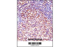 TCEA1 Antibody immunohistochemistry analysis in formalin fixed and paraffin embedded human tonsil tissue followed by peroxidase conjugation of the secondary antibody and DAB staining. (TCEA1 antibody  (AA 98-126))