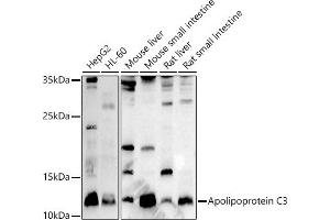 APOC3 antibody  (AA 1-99)