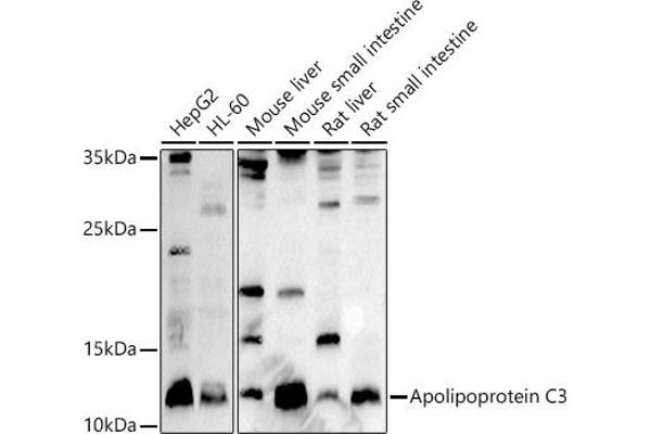 APOC3 Antikörper  (AA 1-99)