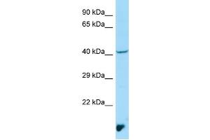WB Suggested Anti-MAEA Antibody Titration: 1. (MAEA antibody  (N-Term))