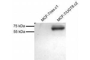 Image no. 1 for anti-UDP Glycosyltransferase 8 (UGT8) (AA 525-535) antibody (ABIN1104921) (UGT8 antibody  (AA 525-535))