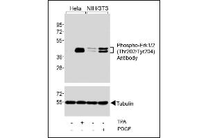 Western blot analysis of extracts from Hela cells, untreated or treated with T (200nM), and NIH/3T3 cells, untreated or treated with PDGF (100 ng/mL), using Phospho-Erk1/2(Thr202/Tyr204) Antibody (upper) or Tubulin (lower). (ERK1/2 antibody  (pThr202, pTyr204))