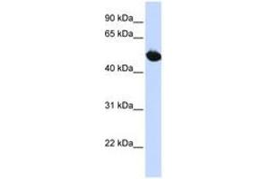 Image no. 1 for anti-Solute Carrier Family 2 (Facilitated Glucose Transporter), Member 9 (SLC2A9) (AA 288-337) antibody (ABIN6740840) (SLC2A9 antibody  (AA 288-337))